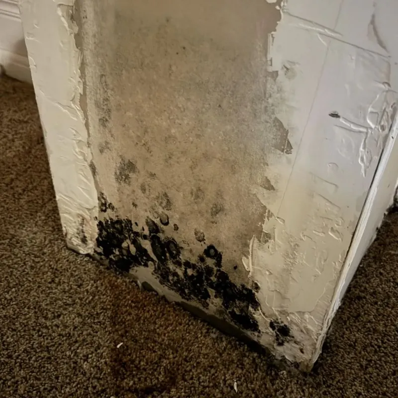 Professional Mold Removal in Lemoore, CA